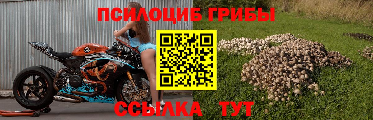 где найти наркотики  Галлюциногенные грибы Psilocybine cubensis  Вход с VPN  Заринск  Псилоцибиновые грибы MAGIC MUSHROOMS 